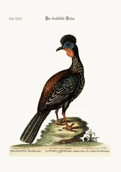 Der Quan oder Guan, 1749-73